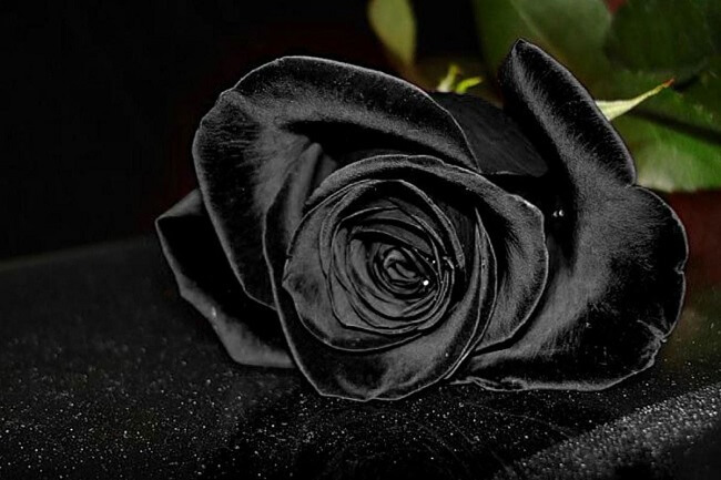 Ảnh hoa hồng đen