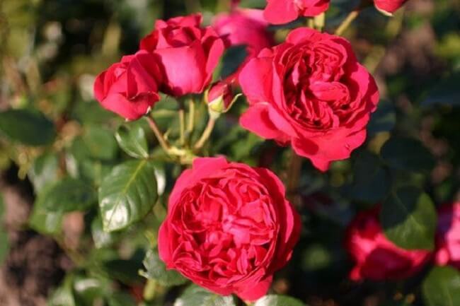 Vẻ đẹp của hoa hồng trong tự nhiên