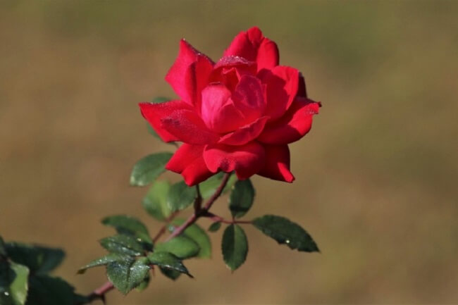 Vẻ đẹp quyến rũ của hoa hồng nhung
