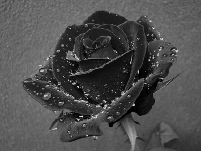 Hình ảnh hoa hồng đen buồn