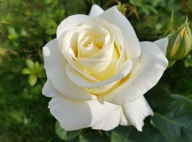 Vẻ đẹp tinh khôi của hoa hồng trắng