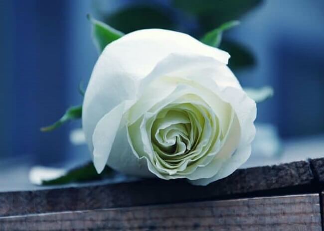 Ảnh hoa hồng trắng