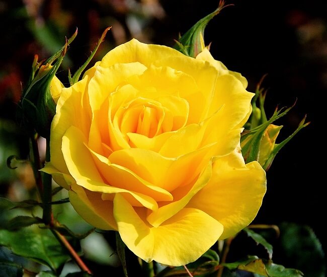 Vẻ đẹp của hoa hồng vàng