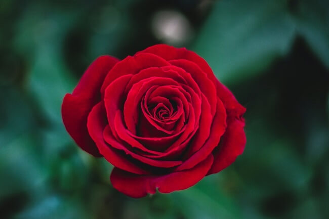 Ảnh hoa hồng - Hình ảnh hoa hồng đẹp lãng mạn
