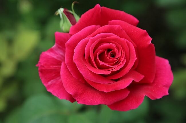 Ảnh hoa hồng đẹp chào ngày mới