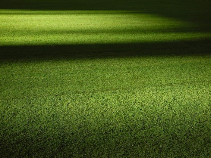 Photo of grass with shadowy bokeh effect background
