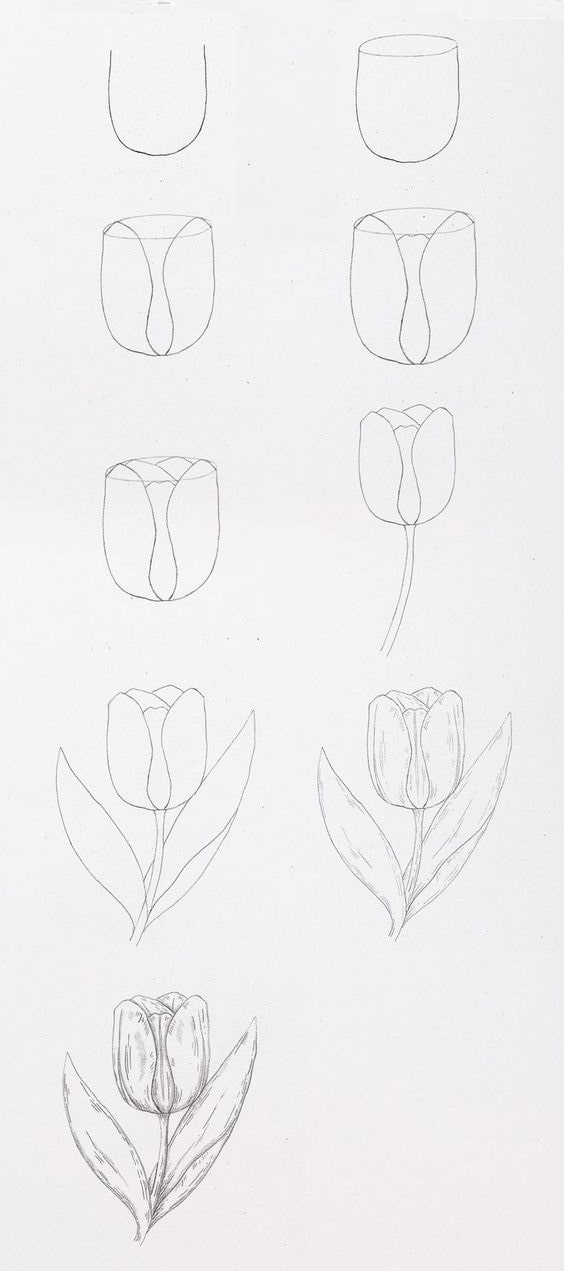 cách vẽ hoa tulip đơn giản nhất