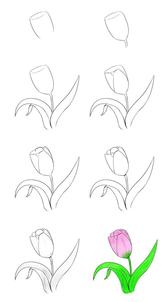 cách vẽ bông hoa tulip