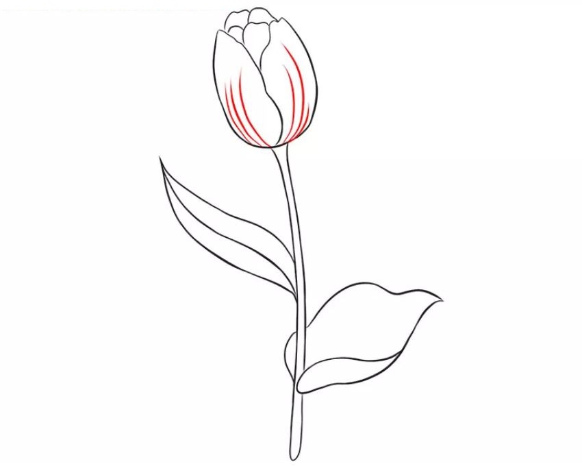 cách vẽ hoa tulip bước 7