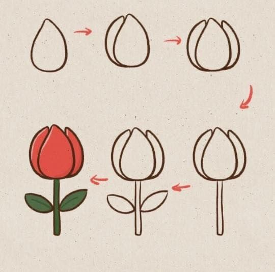 hướng dẫn cách vẽ hoa tulip