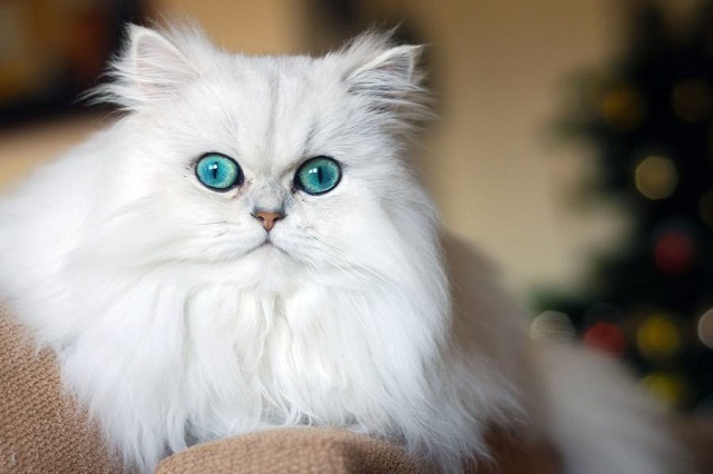 Con mèo Ba Tư mắt tròn dễ thương