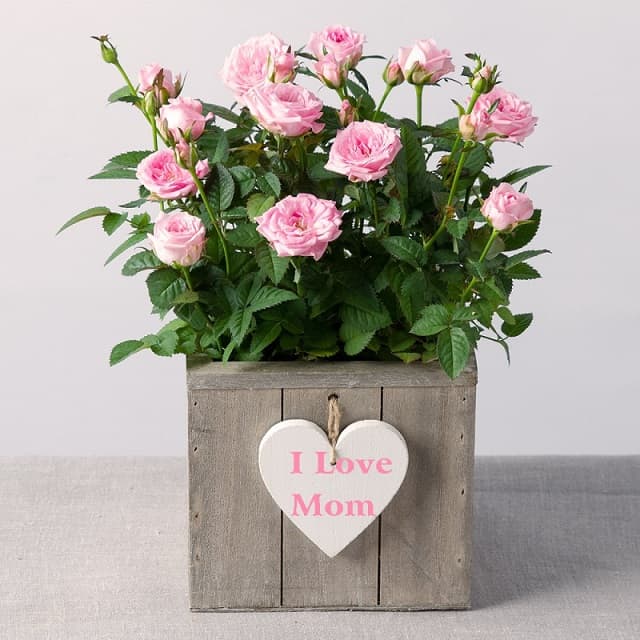 Hoa tươi là một trong những món quà tặng mẹ ý nghĩa