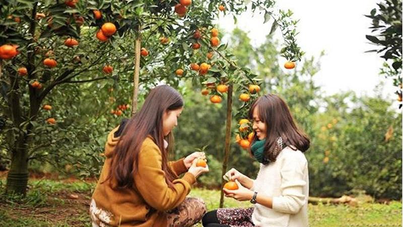 Bò tơ hấp Củ Chi