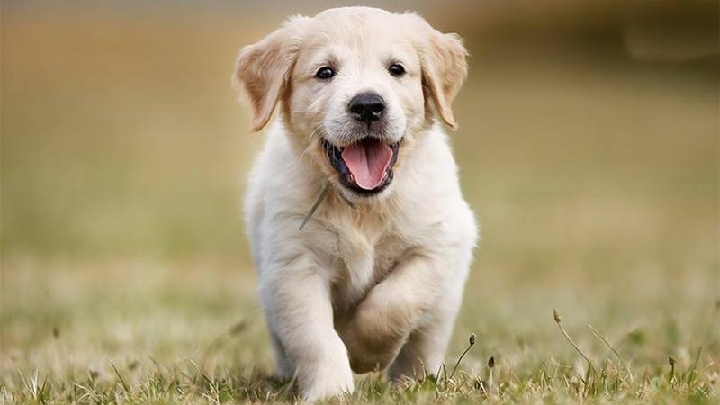 Các màu lông Chó Golden phổ biến