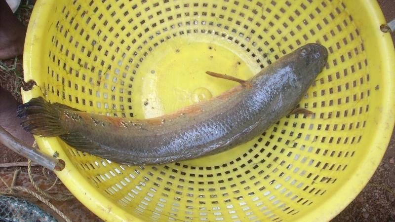 Cách bảo quản cá lóc