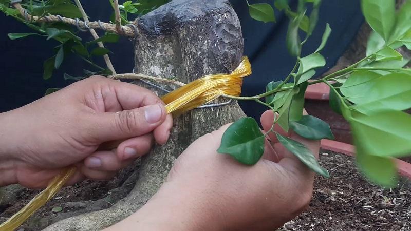 Cách chăm sóc cây nguyệt quế