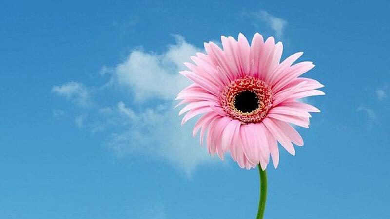 Cách trồng hoa đồng tiền