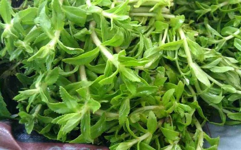 Cần tây - cần tàu