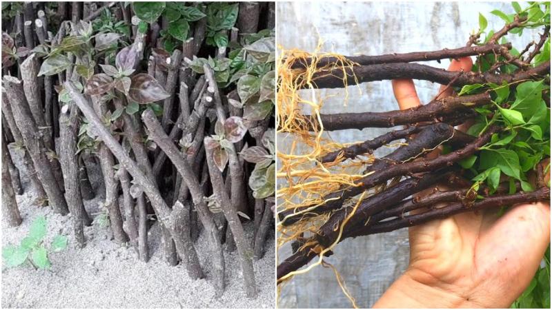 Cắt tỉa cây giúp cây hoa giấy nhanh trổ hoa