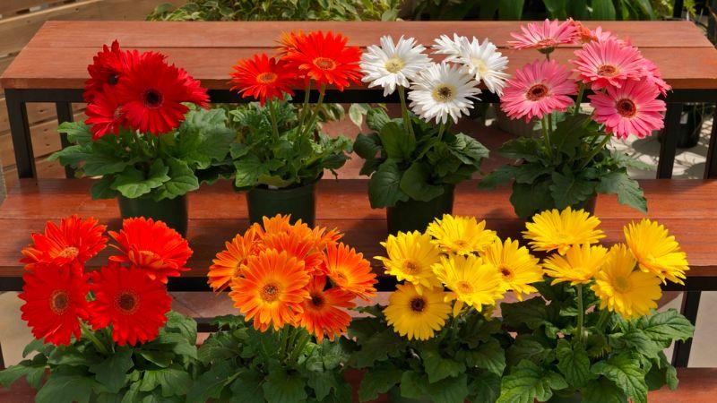Cấu tạo đặc trưng của hoa đồng tiền
