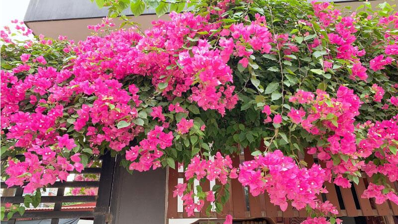 Cây hoa giấy là cây dễ trồng, dễ chăm sóc, tuy nhiên bạn cũng nên chú ý một số đặc điểm sau đây để dễ dàng trồng và chăm sóc cây nhé!