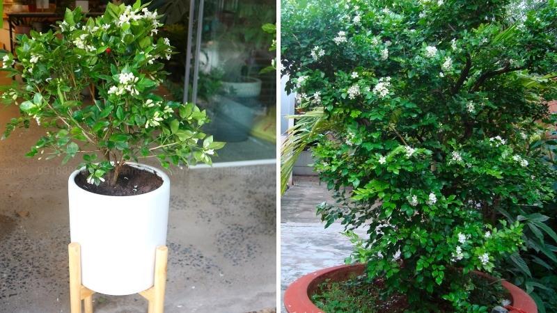 Cây nguyệt quế cổ thụ