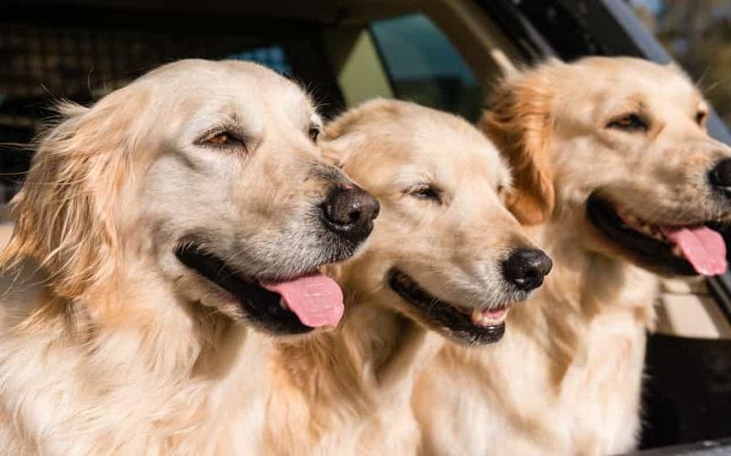 Chăm sóc bộ lông của Golden