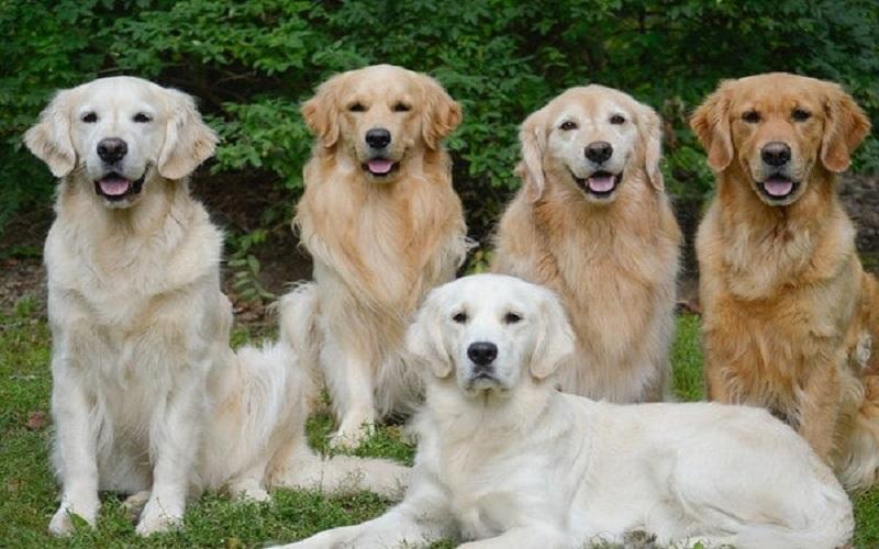 Chế độ dinh dưỡng dành cho chó Golden theo từng độ tuổi