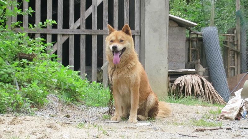 Chó Lài