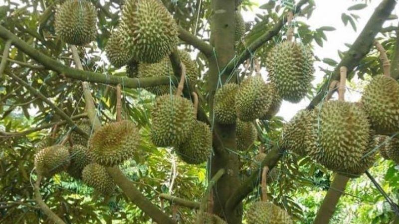 Đặc điểm của sầu riêng Musang King