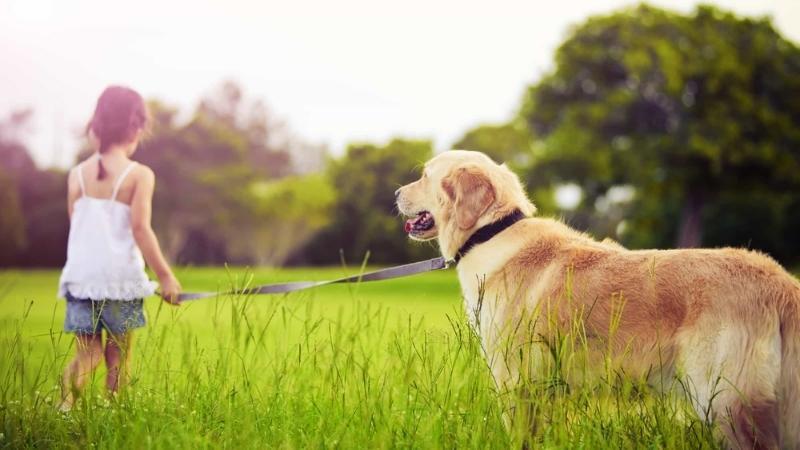 Đối với chó Golden nhập khẩu từ Thái Lan thì giá khoảng 9-15 triệu đồng/ bé