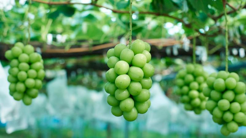 Giống nho mẫu đơn được lai chéo giữa Akitsu-21 và Hakunan