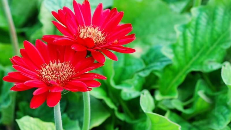 Hoa đồng tiền đỏ rực rỡ