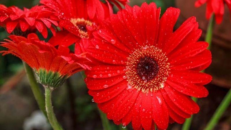 Hoa đồng tiền mang ý nghĩa may mắn, tài lộc