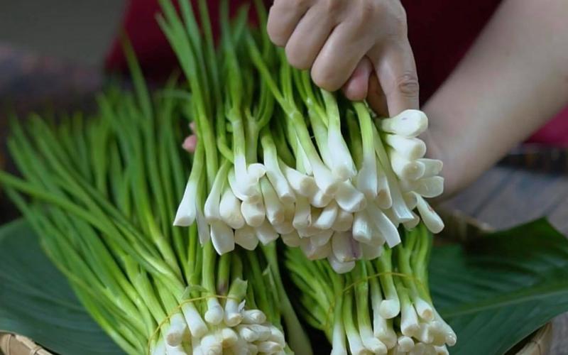 Lá lốt chữa bệnh về xương khớp