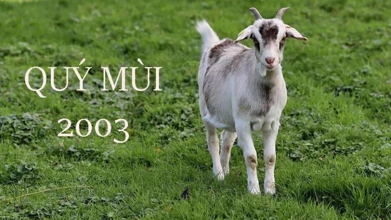 Màu sắc hợp với Quý Mùi