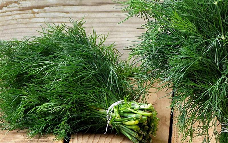 Ngò gai kích thích hệ tiêu hoá