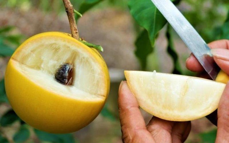 Nơi bán và mức giá của vú sữa hoàng kim