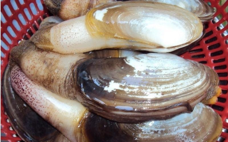 Ốc vòi voi 1kg giá bao nhiêu? Mua ở đâu?