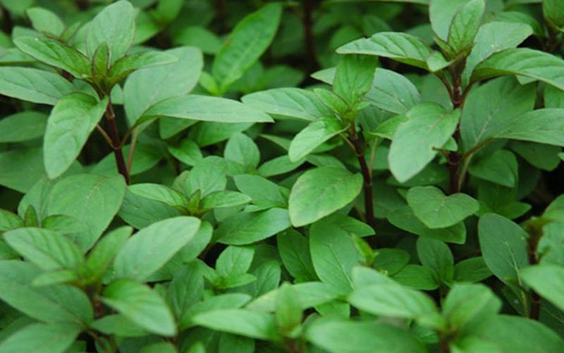 Rau răm chữa đau bụng, hỗ trợ tiêu hoá