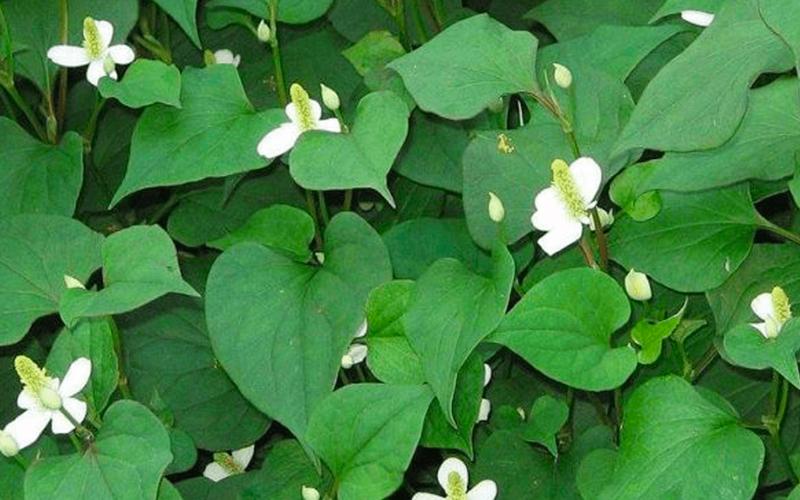 Sả - chữa cảm, thấp khớp, đau đầu