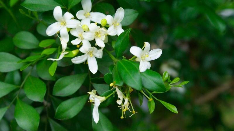 Tác dụng của cây nguyệt quế