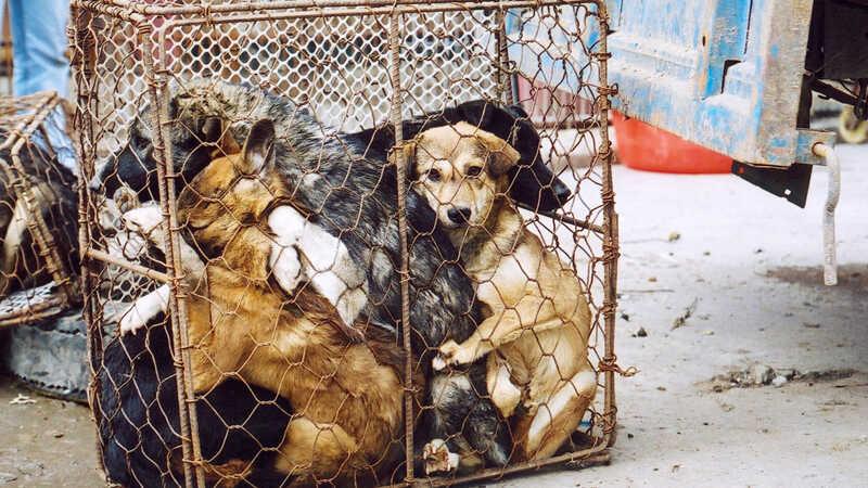 Thịt chó có thể đến từ những nguồn không đảm bảo vệ sinh