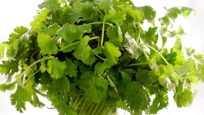 Trị vết cắn của côn trùng bằng rau húng chanh