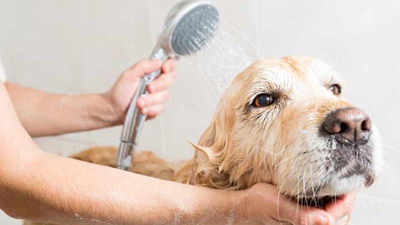 Vấn đề sức khỏe của chó cỏ