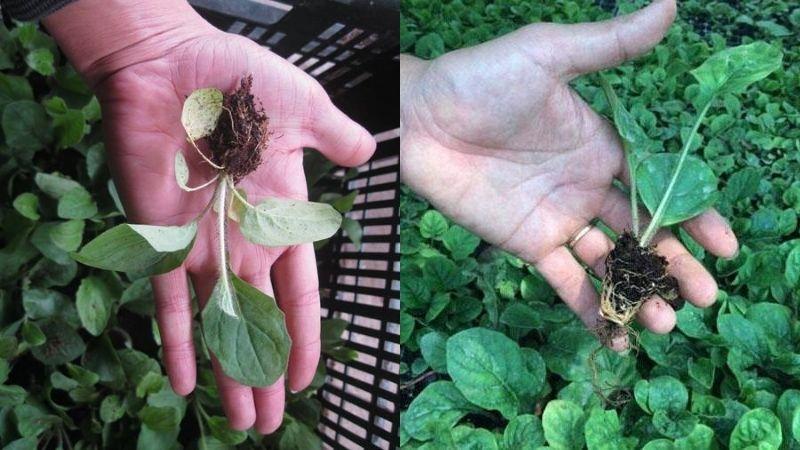 Vẻ đẹp đơn giản của hoa đồng tiền đơn