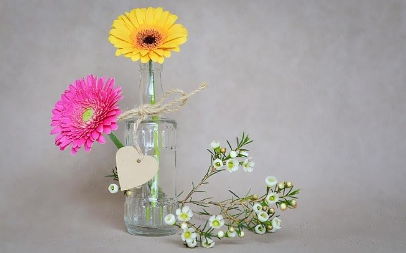 Vẻ đẹp rực rỡ của hoa đồng tiền