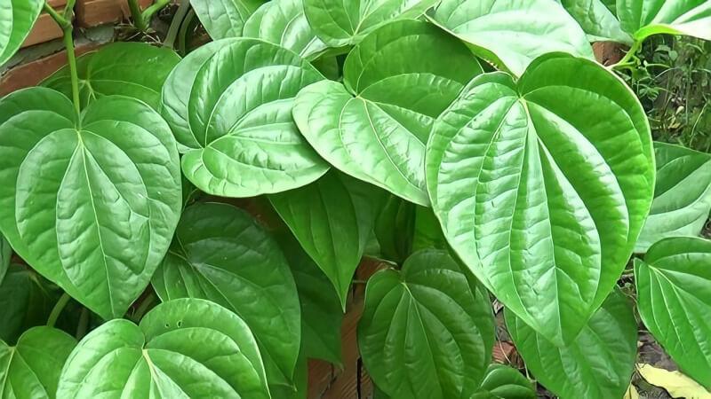 Vệ sinh da bằng nước muối