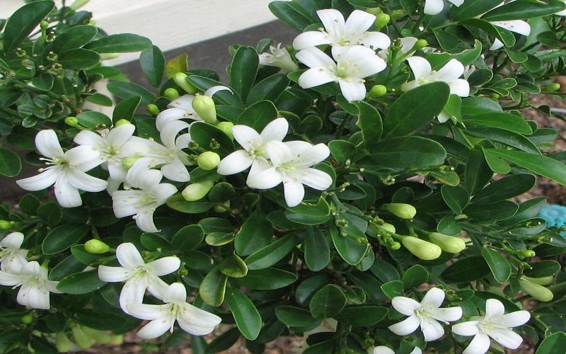 Ý nghĩa phong thuỷ cây nguyệt quế