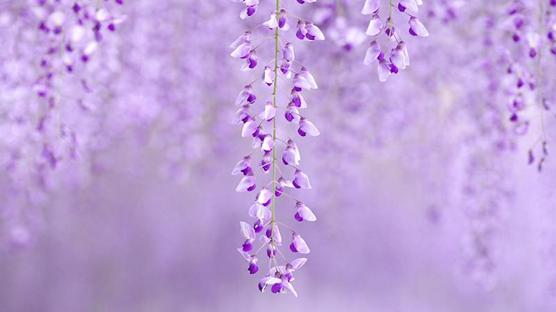 Ý nghĩa về từng màu sắc của hoa tử đằng